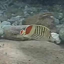 Eritrean Butterflyfish, photo 11