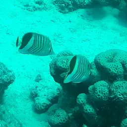 Eritrean Butterflyfish, photo 12