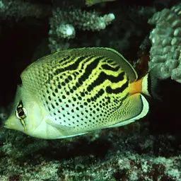Dot-and-dash Butterflyfish