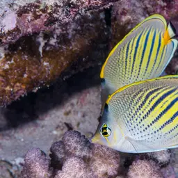 Dot-and-dash Butterflyfish, photo 3
