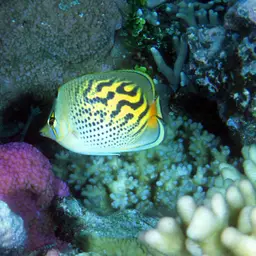Dot-and-dash Butterflyfish, photo 5