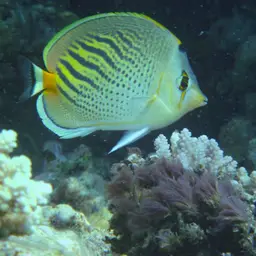 Dot-and-dash Butterflyfish, photo 7