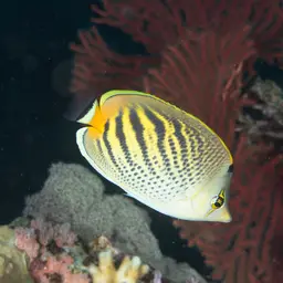 Dot-and-dash Butterflyfish, photo 8
