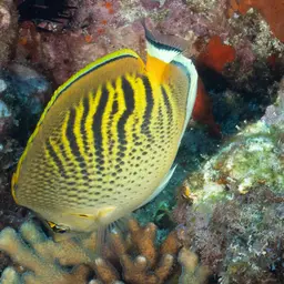 Dot-and-dash Butterflyfish, photo 10
