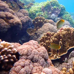 Dot-and-dash Butterflyfish, photo 11