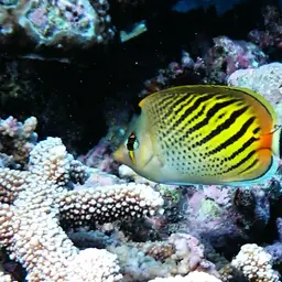 Dot-and-dash Butterflyfish, photo 12