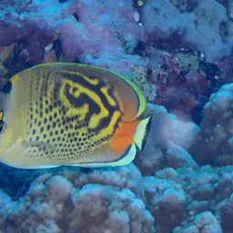 Sevenband Butterflyfish
