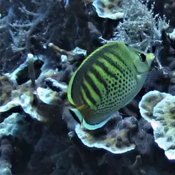 Sevenband Butterflyfish, photo 2