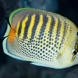 Sevenband Butterflyfish, photo 3