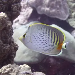 Sevenband Butterflyfish, photo 4