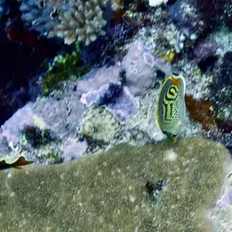 Sevenband Butterflyfish, photo 5