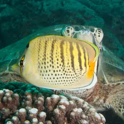 Sevenband Butterflyfish, photo 6