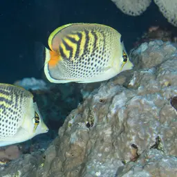 Sevenband Butterflyfish, photo 8