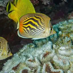 Sevenband Butterflyfish, photo 9