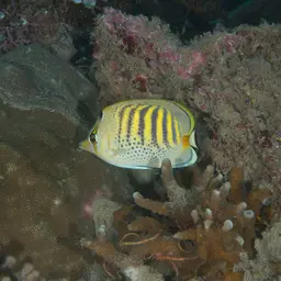 Sevenband Butterflyfish, photo 10