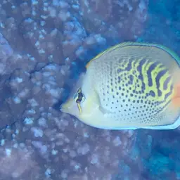Sevenband Butterflyfish, photo 11