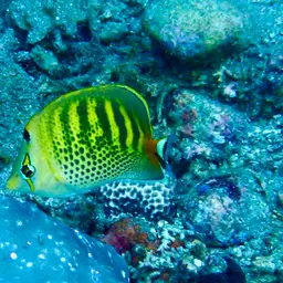 Sevenband Butterflyfish, photo 12