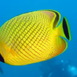 Latticed Butterflyfish