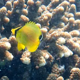 Latticed Butterflyfish, photo 2