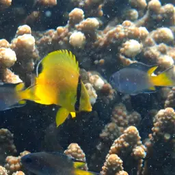 Latticed Butterflyfish, photo 4