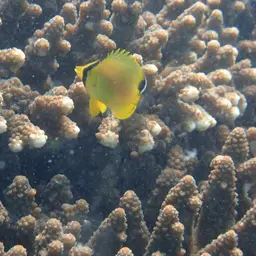 Latticed Butterflyfish, photo 6