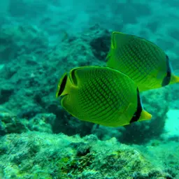 Latticed Butterflyfish, photo 7
