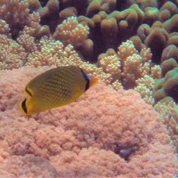 Latticed Butterflyfish, photo 8