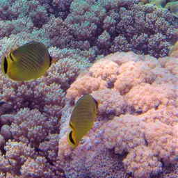 Latticed Butterflyfish, photo 9