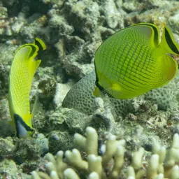 Latticed Butterflyfish, photo 10