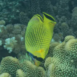 Latticed Butterflyfish, photo 11