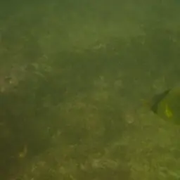 Latticed Butterflyfish, photo 12