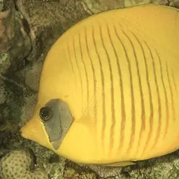 Golden Butterflyfish