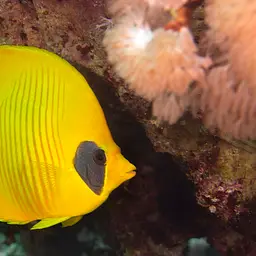 Golden Butterflyfish, photo 2