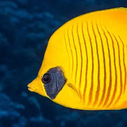 Golden Butterflyfish, photo 3
