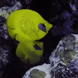 Golden Butterflyfish, photo 4