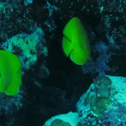 Golden Butterflyfish, photo 5