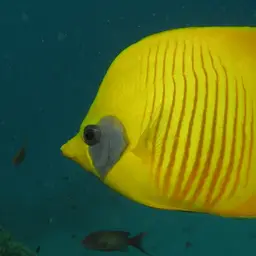 Golden Butterflyfish, photo 6