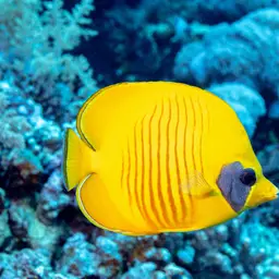 Golden Butterflyfish, photo 7