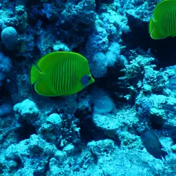 Golden Butterflyfish, photo 8