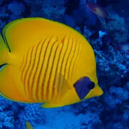Golden Butterflyfish, photo 9