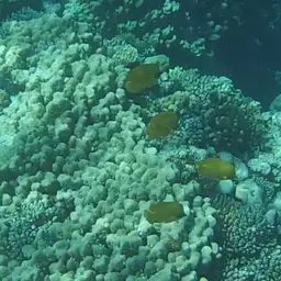 Golden Butterflyfish, photo 10