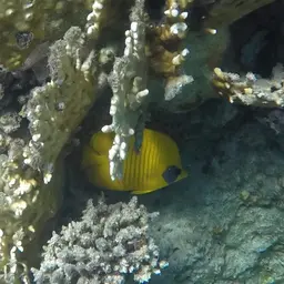 Golden Butterflyfish, photo 11