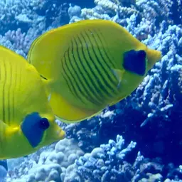 Golden Butterflyfish, photo 12