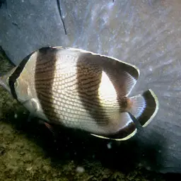 Banded butterflyfish