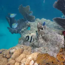 Banded butterflyfish, photo 2
