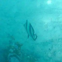 Banded butterflyfish, photo 3
