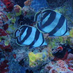 Banded butterflyfish, photo 4