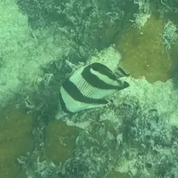 Banded butterflyfish, photo 5