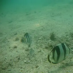 Banded butterflyfish, photo 6