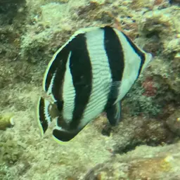 Banded butterflyfish, photo 7